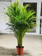 Areca Palm (Dypsis lutescens / Chrysalidocarpus lutescens)