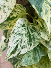 Marble Queen Pothos Moss Pole – 150 cm (Nursery Pot)