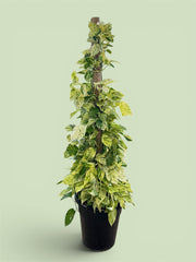 Marble Queen Pothos Moss Pole – 150 cm (Nursery Pot)