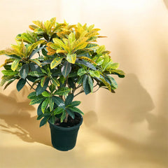 Croton Indoor