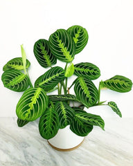 Prayer Plant/ Marantha