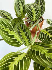 Prayer Plant/ Marantha
