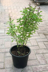 Basil Persian (Rayhan)