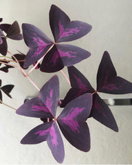 Oxalis