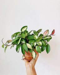 Hoya Carnosa Albomarginata