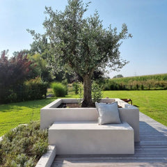 Olea Europaea Olive Tree Old Trunk