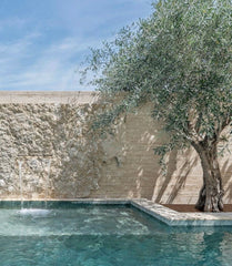 Olive Tree Tall 100 year old