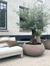 Olive Tree Tall 100 year old