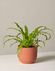 Birds Nest Fern - Asplenium Antiquum