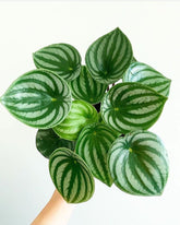Watermelon Peperomia Argyreia