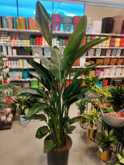 Strelitzia reginae (Bird of Paradise)