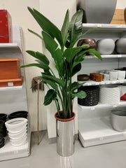 Strelitzia reginae (Bird of Paradise)