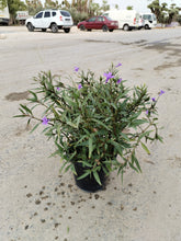 Ruellia ciliosa