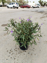 Ruellia ciliosa