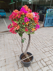 Bougainvillea Specimen "Single Head"