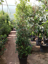 Ficus Nitida