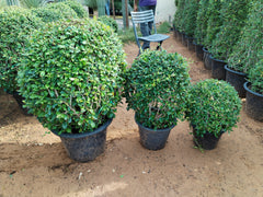 Ehretia Microphylla Ball