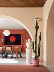 Euphorbia Abyssinica Cactus