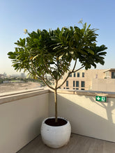 Frangipani Tree Dubai 2.5 - 2.8 meters