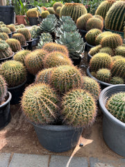 Barrel Cactus Multihead - Medium