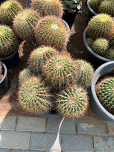 Barrel Cactus Multihead - Medium