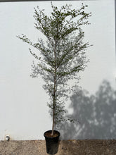 Bucida buceras "Black Olive Tree"