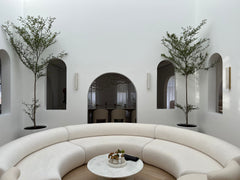 Bucida buceras "Black Olive Tree"