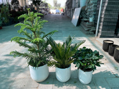 Evergreen Elegance Plant Bundle