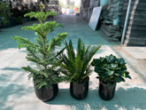 Evergreen Elegance Plant Bundle