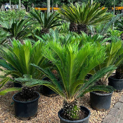 Cycas Revoluta in Dubai