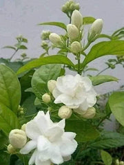 Jasmine Sambac (Jasminum sambac)