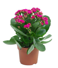 Kalanchoe – Random Color
