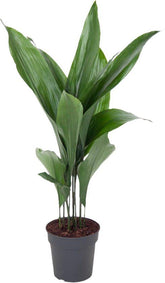 Aspidistra elatior (Cast Iron Plant)