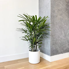 Rhapis Excelsa (Lady Palm)