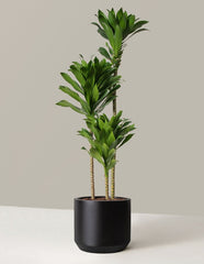 Dracaena Compacta