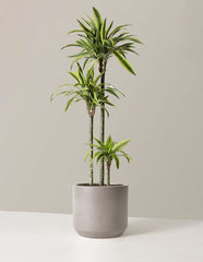 Dracaena Lemon Lime
