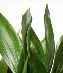 Aspidistra elatior (Cast Iron Plant)