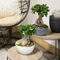 Ficus Bonsai Tree