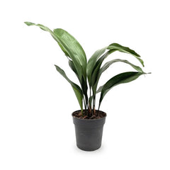 Aspidistra elatior (Cast Iron Plant)