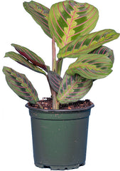 Prayer Plant (Maranta leuconeura)