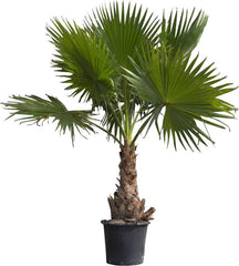 Washingtonia Robusta