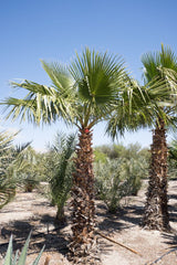 Washingtonia robusta – The Iconic Mexican Fan Palm