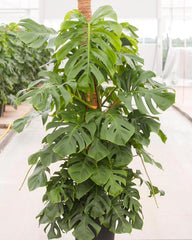 Monstera Deliciosa 180-200cm