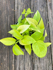 Neon Pothos