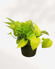 Neon Pothos