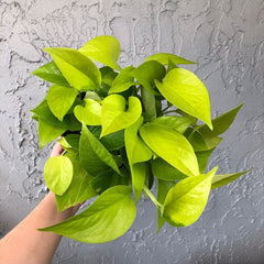 Neon Pothos