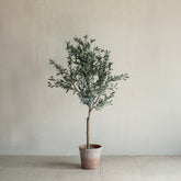 Spanish Olive Tree – Dwarf 100cm