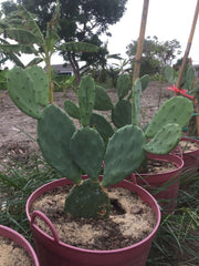 Prickly Pear Cactus (Opuntia spp.)