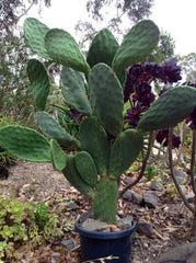 Prickly Pear Cactus (Opuntia spp.)