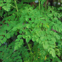 Moringa Oleifera (Drumstick Tree)